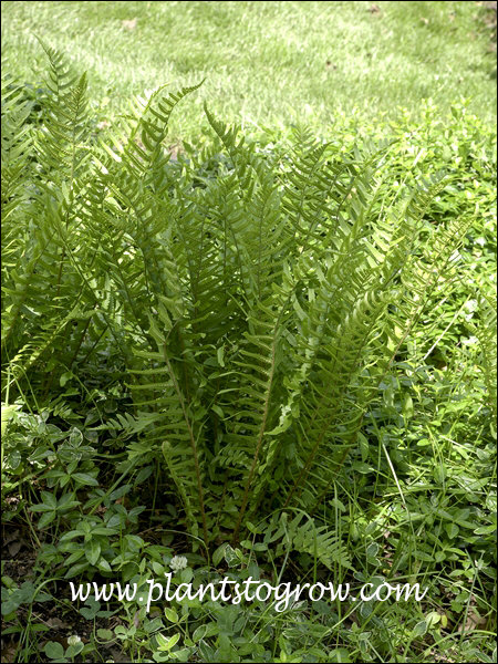Tokyo Wood Fern (Dryopteris tokyoensis) 
Forms a nice upright clump of fronds, growing from a short erect rhizome.